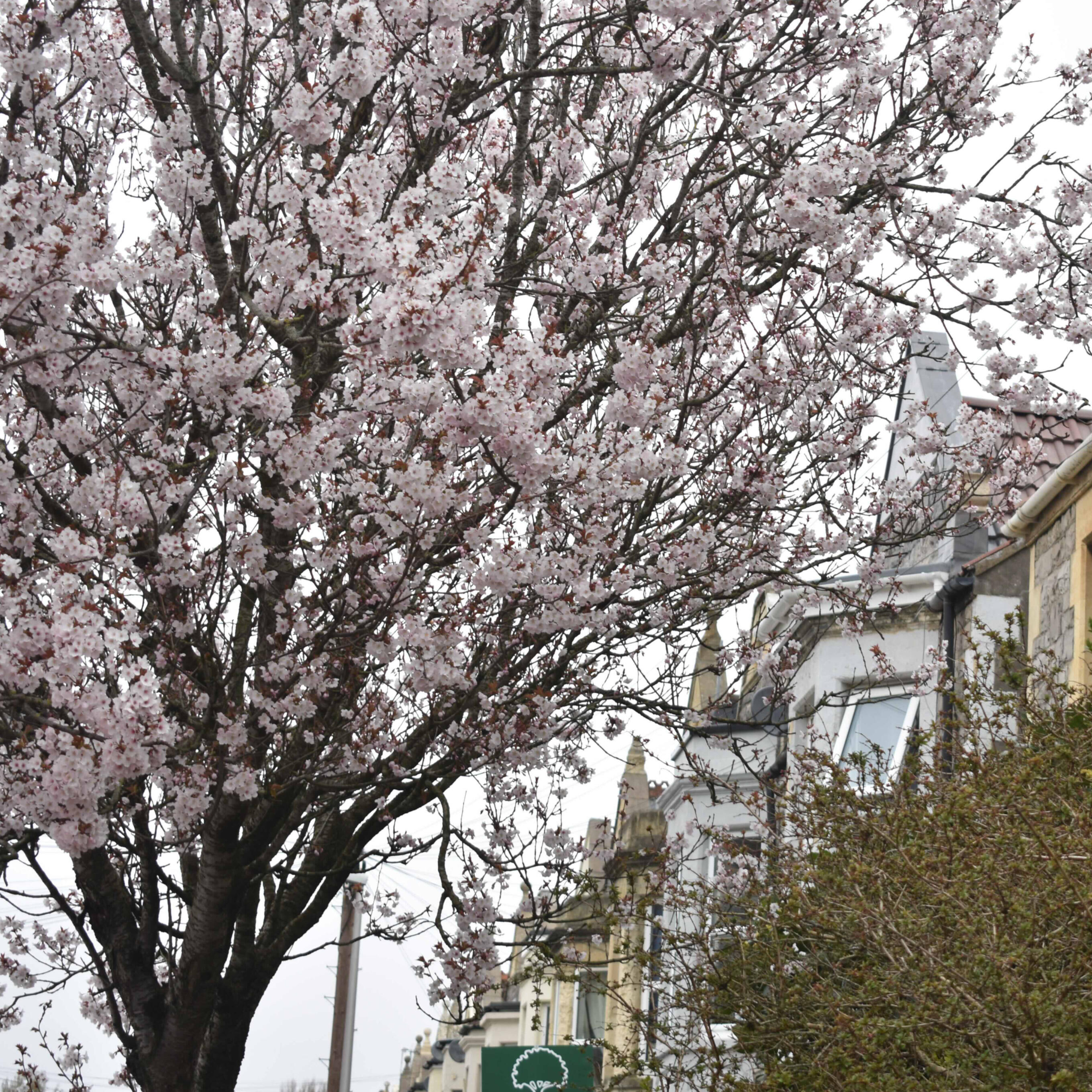 Sunnyside